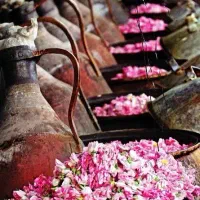 ( گلاب اعلا ) سنگین وسبک قیمت استثنایی