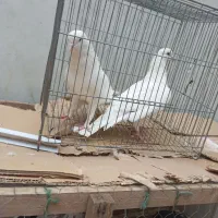 کبوتر پرشی