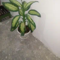 گل دیفن