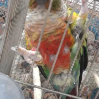 گرینچیک نر