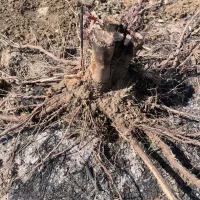 فروش چوب کنده درخت اکالیپتوس