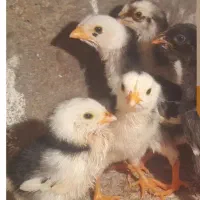 جوجه لاری اصیل