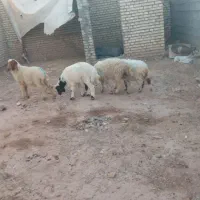 4عدد گوسفند