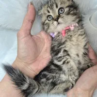 شرایط کاملا استاندار*&گر. cat به