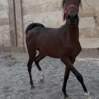 اسب اصیل ترکیب هنر طبیعت و قدرت بی کران