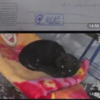 واگذاری گربه