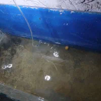 فروش‌بچه‌ماهی‌زینتی