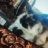 بچه خرگوش لوپ