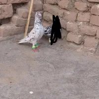 کفتر گرفتنی