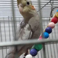 عروس هلندی