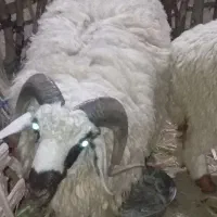 قوچ بشاگردی