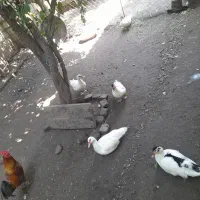 فروش معاوضه اردک اسرائیلی وخروس  با غاز  بوقلمون