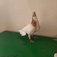 کبوتر هفت‌رنگ