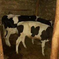 گاو گوساله