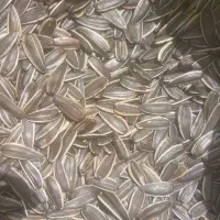 تخم کاندای درجه