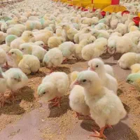 جوجه گوشتی راس درجه یک