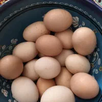 تخم مرغ درجه یک یک