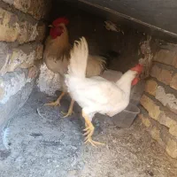 خروس