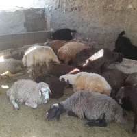 گوسفند زنده
