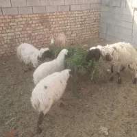 بره میش بز گاو گوسفند بزغاله شیشک