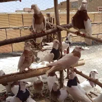 ۲۰ عدد طوقی|پرنده|تیران, |دیوار