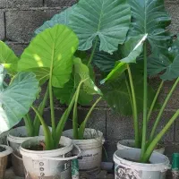 گل بابا آدم با قیمت خیلی مناسب