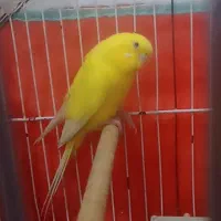 مرغ عشق هلندی ماده
