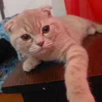 گربه|گربه|صومعه‌سرا, |دیوار