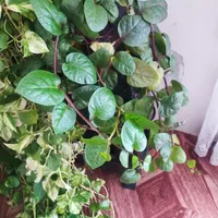 گل سینگونیوم یا پنجه کلاغی|گل و گیاه طبیعی|فولادشهر, B5|دیوار