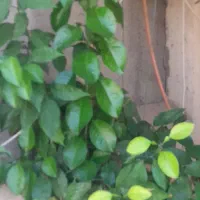 گل و گیاه جوان