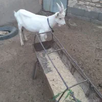 بزغاله نرسانن