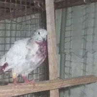 جوجه غریب