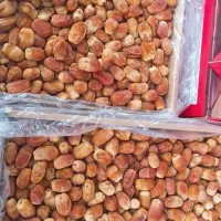 فروش خرمای زاهدی