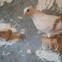 جونه کبوتر