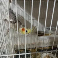 یک جفت عروس هلندی