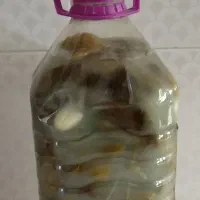 خیارشور ارگانیک