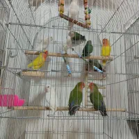 طوطی کوتوله برزیلی