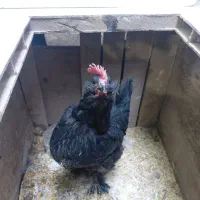 مرغ و خروس