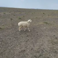 بره ی نر سبک وزن زیر ۳۰ کیلو