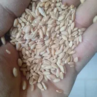 گندم دیم اذر۲