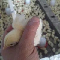 جوجه گوشتی ۸ روزه