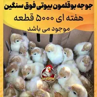 پخش جوجه بوقلمون گوشتی بیوتی۶سنگین وزن تولید گیلان