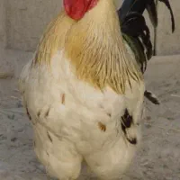 مرغ و خروس محلی