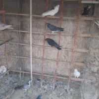 کفتر