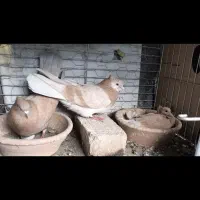 ۲۲جفت کفتر همه چیز تموم پرش سنگین با گنجه جوجه