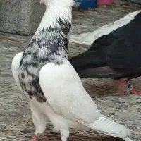 کبوتر توقی جفت