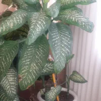 گل  دیفن باخیا سبز و زیبا با گلدان بزرگ