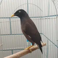 مرغ میناسخنگو
