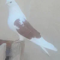 کبوترنوک جم نوک ریز