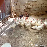 فروش مرغ تخم گزار
